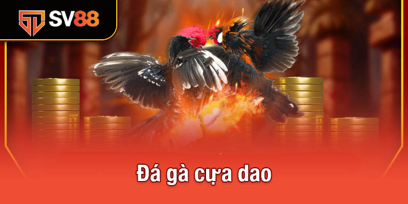 Đá gà cựa dao