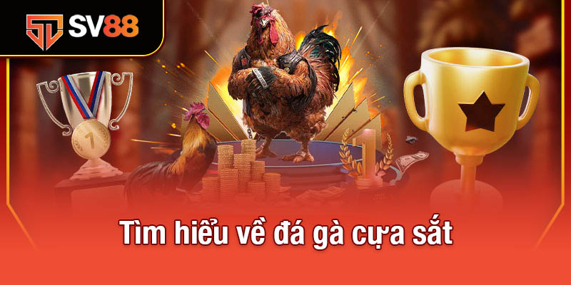 Đá Gà Cựa Sắt - Sự Kết Hợp Hoàn Hảo Giữa Chiến Thuật Và Sức Mạnh 2 Tìm hiểu về đá gà cựa sắt