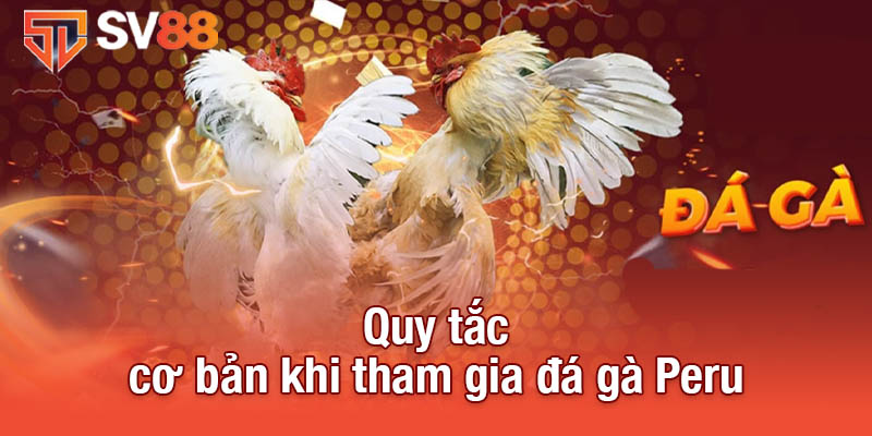 Đá Gà Peru Tại Sv88 - Sự Kịch Tính Và Chiến Thuật Đỉnh Cao 3 Quy tắc cơ bản khi tham gia đá gà Peru