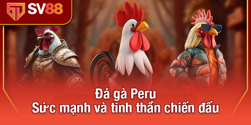 Đá Gà Peru Tại Sv88 - Sự Kịch Tính Và Chiến Thuật Đỉnh Cao 2 Đá gà Peru - Sức mạnh và tinh thần chiến đấu