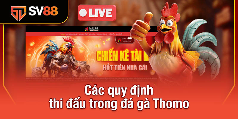 Đá Gà Thomo - Đấu Trường Kịch Tính, Mỗi Trận Là Một Siêu Phẩm 2 Các quy định thi đấu trong đá gà Thomo